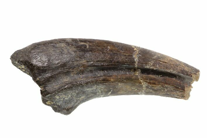 Struthiomimus Hand Claw - Aguja Formation, Texas #76747